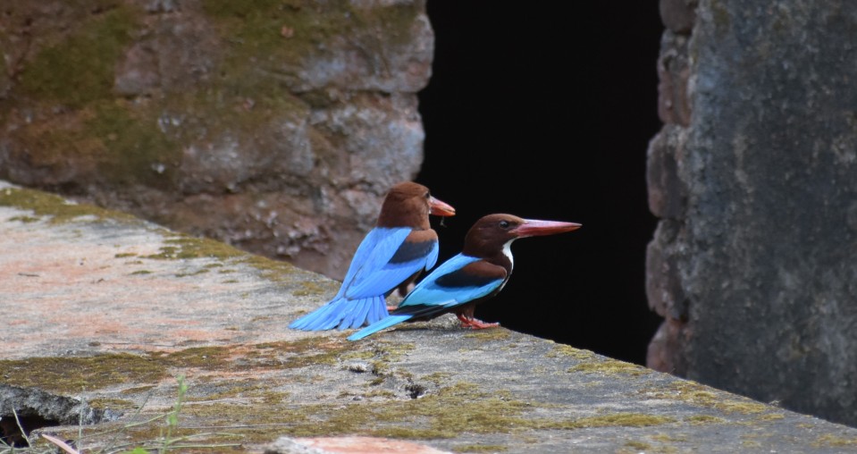 two blue kingfishers sitting side by side on a stone
