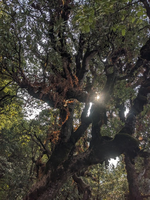 a very dense tree letting light through it sun is shining