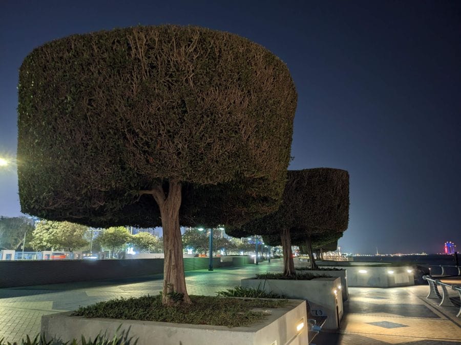 trees at corniche, Abu Dhabi