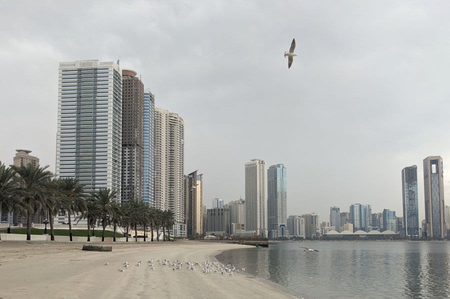 Dusty Sharjah: The Poorer Brother of Abu Dhabi and Dubai 14 Groups of seagulls on the coast in Sharjah