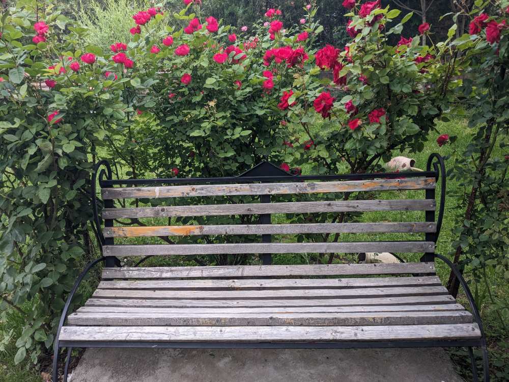 a bench surrounded by roses in armenia (1)